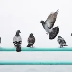 five pigeons perching on railing and one pigeon in flight