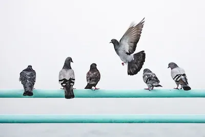 Decoding Pigeon Dreams: Relationships, Growth, and Spiritual Evolution