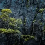 photo of green trees near cliff