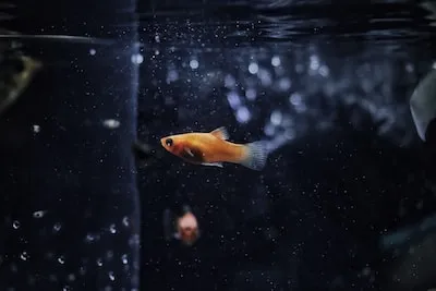 Meaning of Guppy Dreams: Fertility, Adaptability, and More