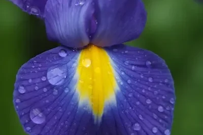 Meaning of Iris Flower Dreams: Spiritual Growth & New Beginnings