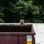 brown raccoon on garbage container