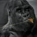 black gorilla with yellow eyes
