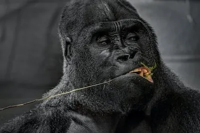 Interpreting Gorilla Dreams: Transformation and Primal Connection