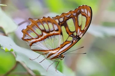 Spiritual Growth & Emotional Healing: The Meaning of Dreaming About Malachite