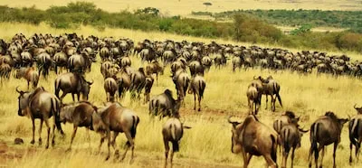 Deciphering Wildebeest Dreams: Relationships, Courage, and Emotional Growth