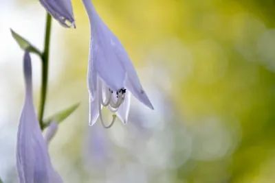 Hosta Dreams Deciphered: Personal Growth & the Quest for Liberation