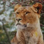 brown lioness in focus photography
