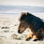 brown horse sitting on grass near beach