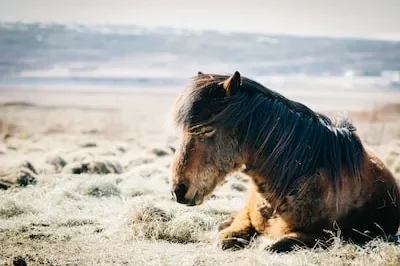 Interpretation of Clydesdale Horse Dreams: Emotions, Strength, and More