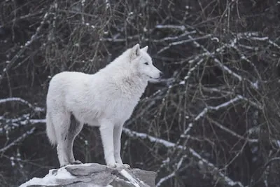 Meaning of White Wolf Dreams: Are You Making Progress?