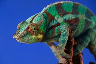 Unlocking the Symbolism and Meaning Behind Chameleon Dreams