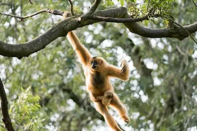 Interpreting Squirrel Monkey Dreams: Age, Gender, and Color Symbolism