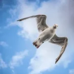 bird flying in the middle of sky