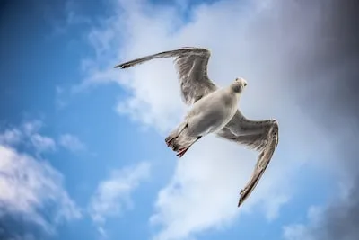 Unraveling Seagull Dreams: Unlock Your Personal Growth and Adaptability