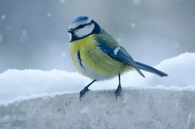 Understanding Dreams of Being Chased By a Bird: Fear, Anxiety & Growth