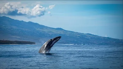 Unlocking the Spiritual & Emotional Interpretations of Blue Whale Dreams