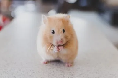 20+ Meanings Behind Hamster Dreams