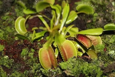 Interpreting Venus Flytrap Dreams: Unveiling Hidden Fears & Personal Growth