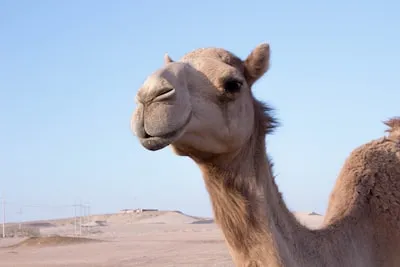 Meaning of Camel Dreams: Patience, Positivity, and Financial Prudence