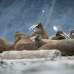 a group of seals lying on a rock