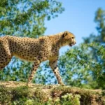 cheetah walking on large rock