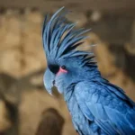 closeup and selective focus photography of blue large bird