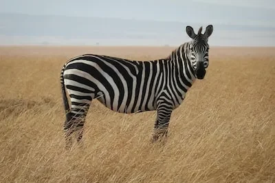 Meaning of Zebra Dreams: Harmony, Balance, Individualism, and More