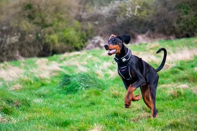 Meaning of Doberman Pinscher Dreams: Fear, Security, and Strength