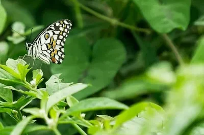 Nymph Dreams Explained: Beauty, Innocence, and Desire for Protection