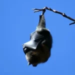 bat hanging on wood branch