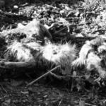 a black and white photo of a dead animal