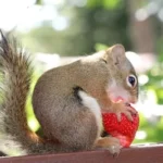 brown squirrel eating red strawberry