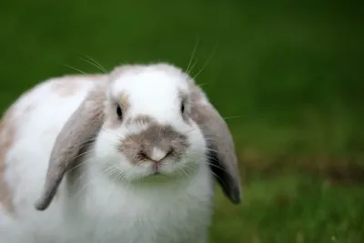 Decoding Rabbit Dreams: Love, Personal Growth, and Spiritual Meanings