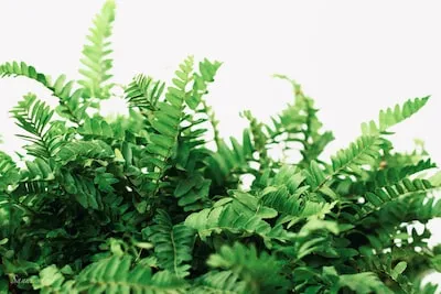 Decoding Dreams About Ferns: Spiritual Implications and More