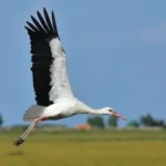 white stork flying during daytime