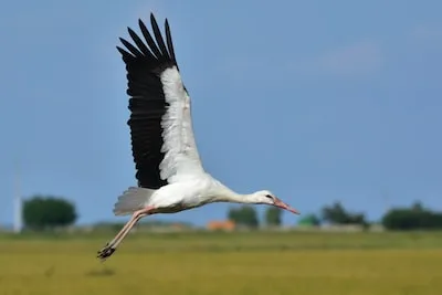 Decoding Stork Dreams: New Beginnings, Family Harmony, and More