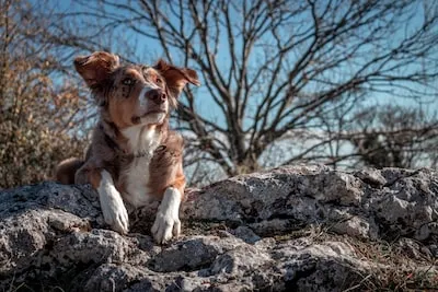 Deciphering Australian Shepherd Dreams: Color Symbolism and More