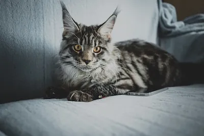 Deciphering Maine Coon Cat Dreams: Loyalty, Protection, and More