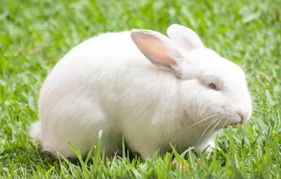 Understanding White Rabbit Dreams: Symbols of Renewal, Innocence, and Luck