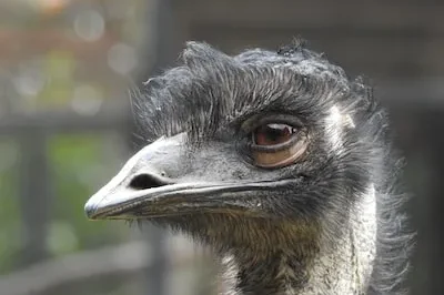 Understanding Emu Dreams: Strength, Growth, and Self-Discovery