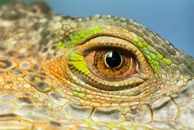 Meaning of Iguana Dreams: Growth, Inner Strength, and Enlightenment