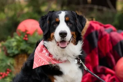 Meaning of Bernese Mountain Dog Dreams: Loyalty, Protection, and More