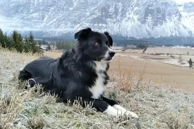 What Does Dreaming of a Border Collie Mean About Your Life?