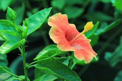 Meaning of Hibiscus Flower Dreams: Growth and New Beginnings