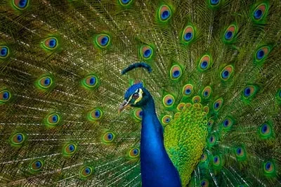 Interpreting Peacock Dreams: Meanings, Colors, and Cultural Insights