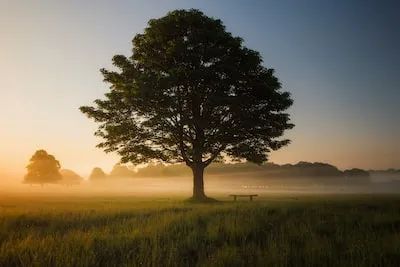 Decoding Life Changes: Understanding the Symbolism of Tree Falling Dreams