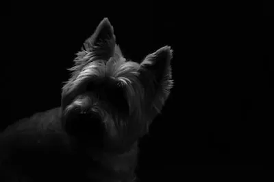 Interpreting Dreams: Unveiling the Symbolism of Scottish Terriers