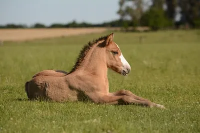 Meaning of Shire Horse Dreams: Strength, Joy and Control