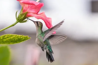 What Does It Mean to Dream About Hummingbirds?